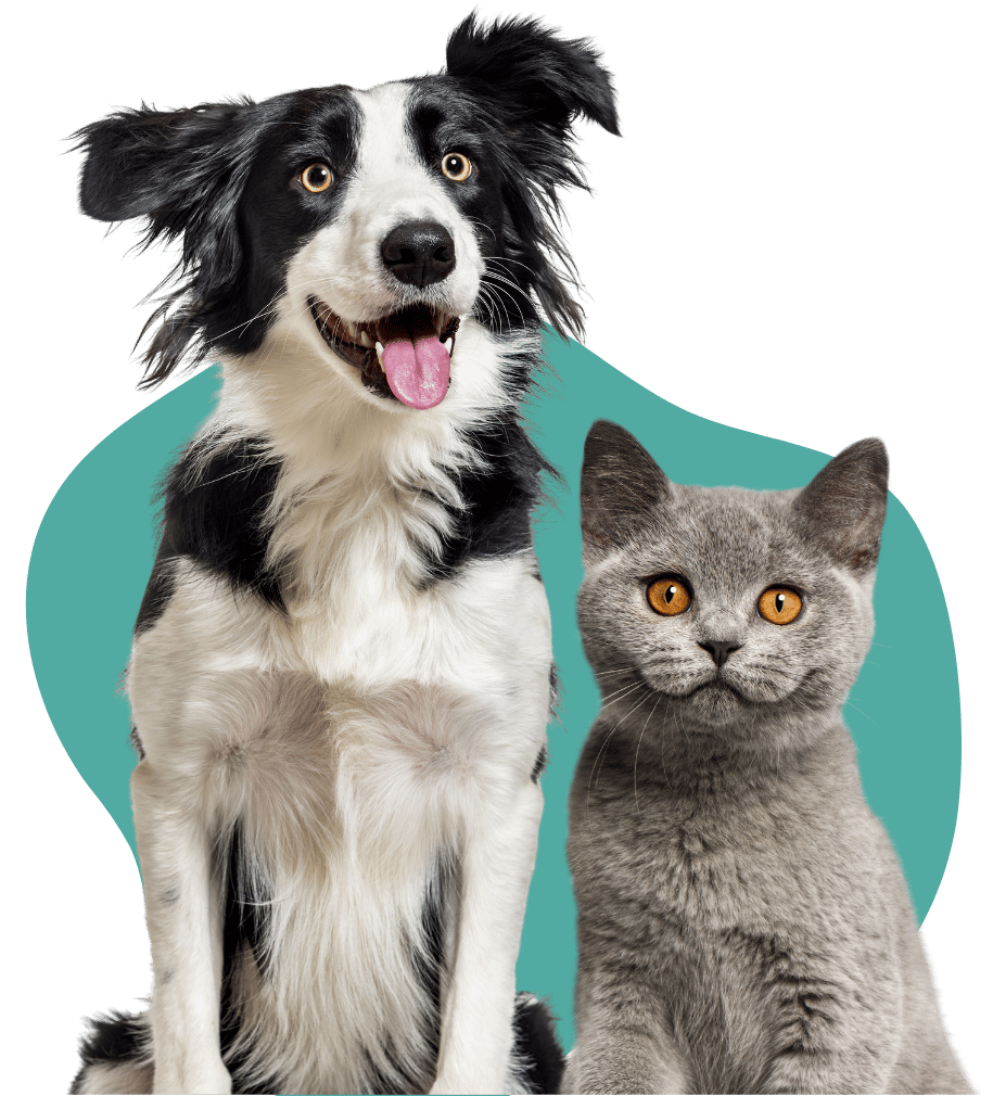 Esterilización Veterinaria segura