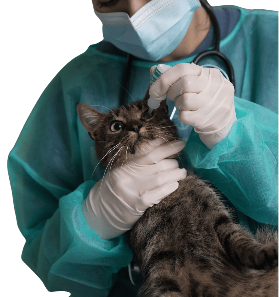 veterinario echando gotas de ojos a un gato