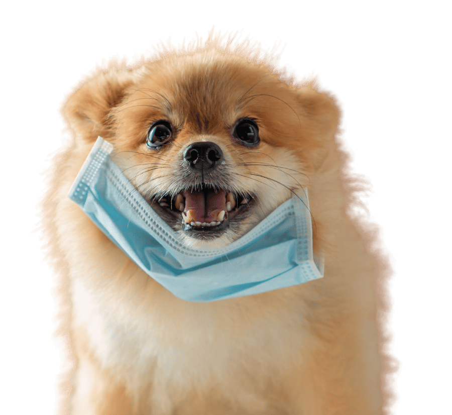 perro con mascarilla