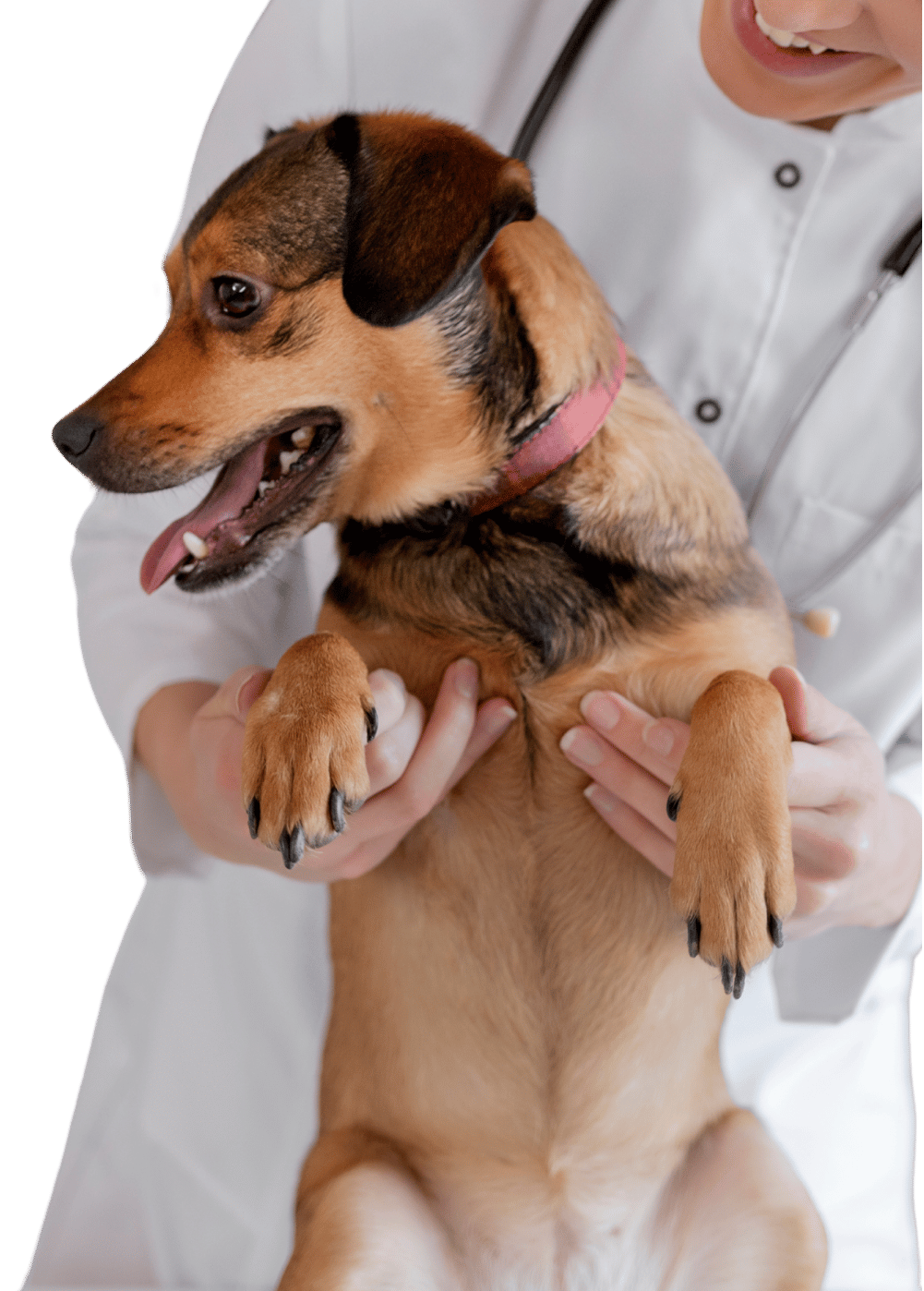 perro feliz con una veterinaria