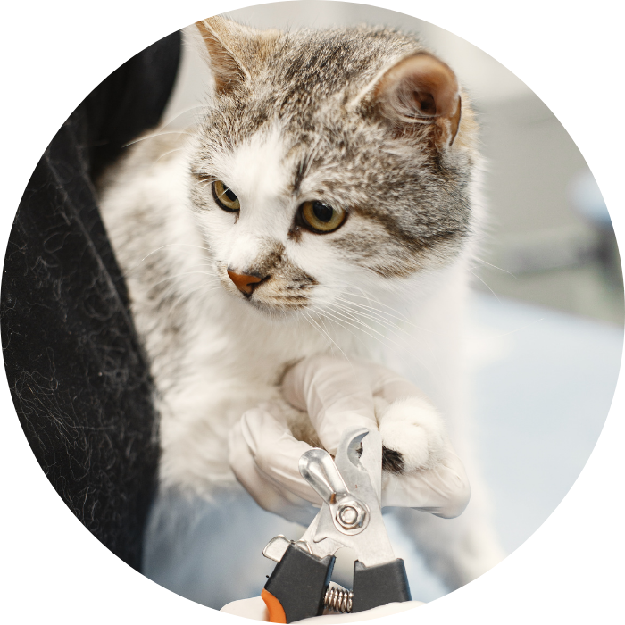 cortando las uñas a un gato