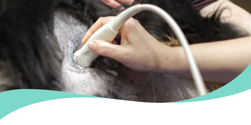 Ecografía Veterinaria de Alta Resolución