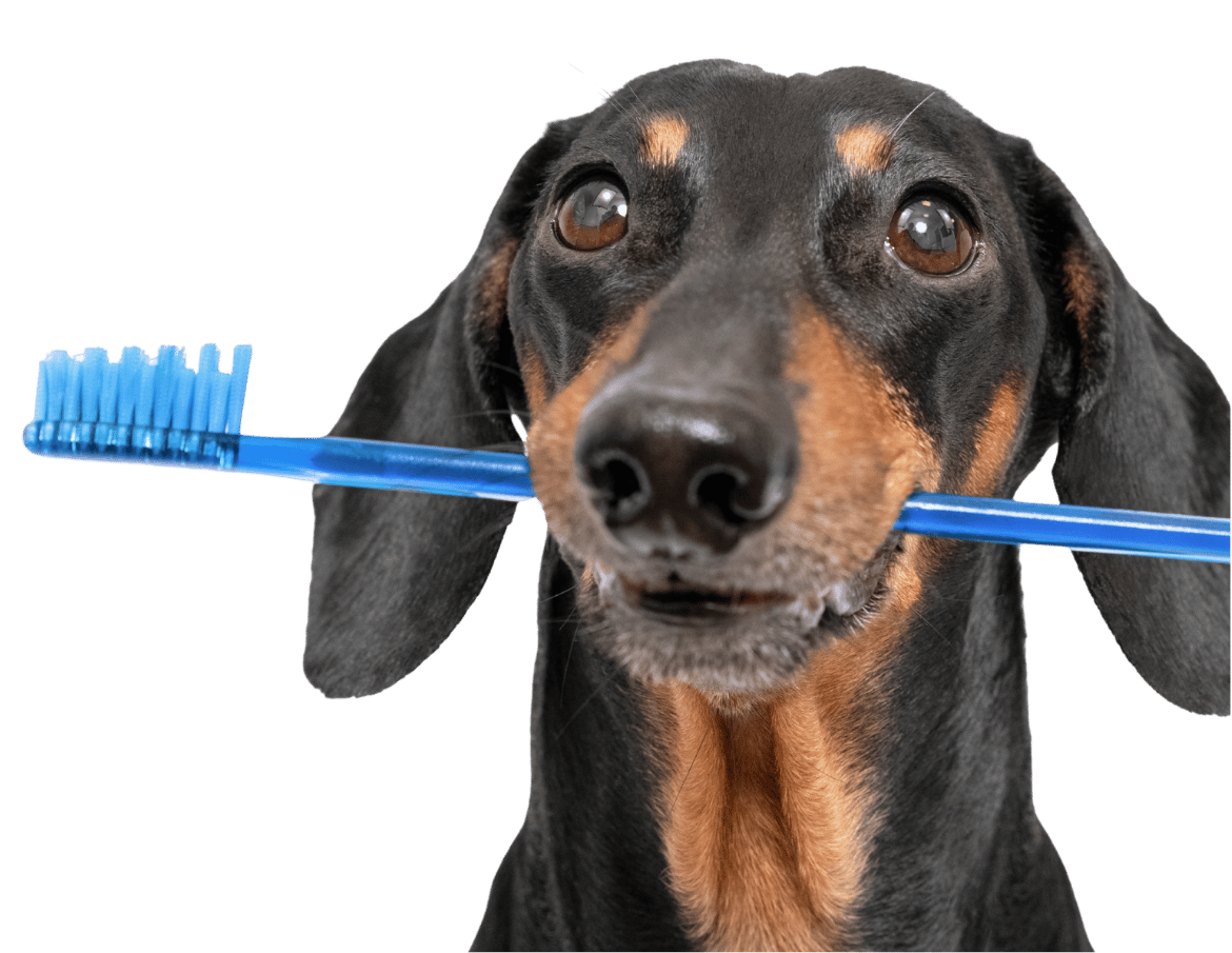 perro con un cepillo de dientes