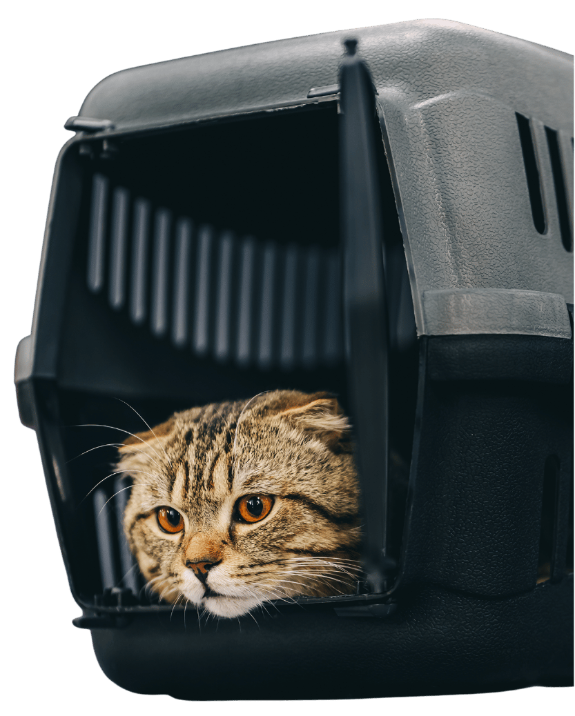 gato en un transportin