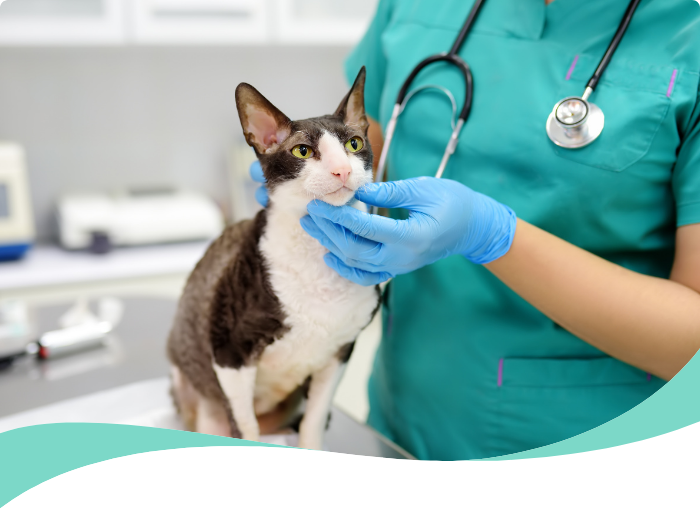 veterinaria gatos