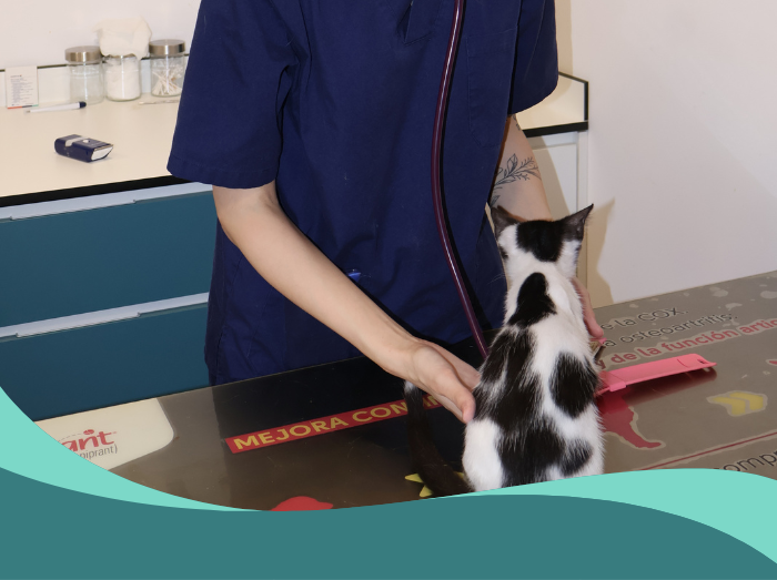 gato en consulta veterinaria