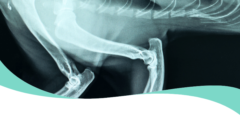 Radiografía Digital Veterinaria