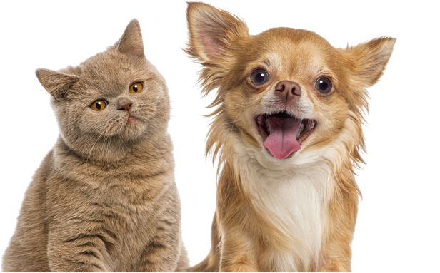 perro y gato felices