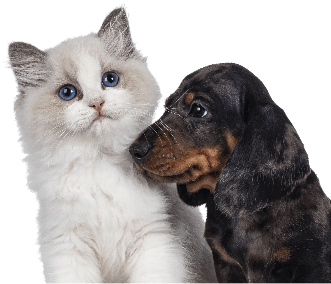 Cachorros de Perro y Gato