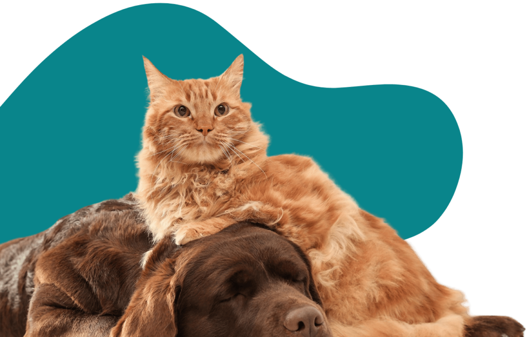 perro durmiendo con un gato encima