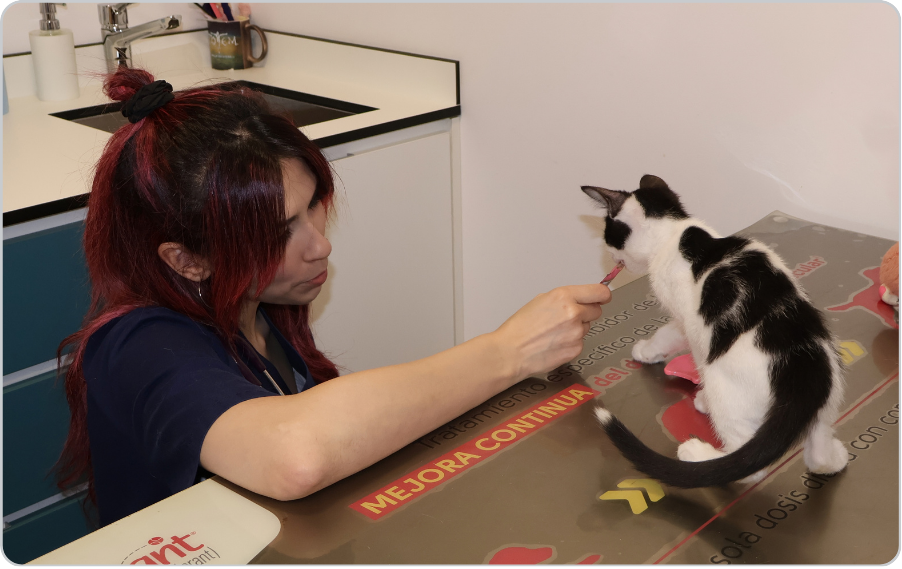 gato siendo cuidado por una especialista