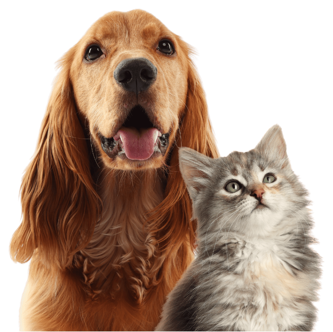 Gato y perro mirando