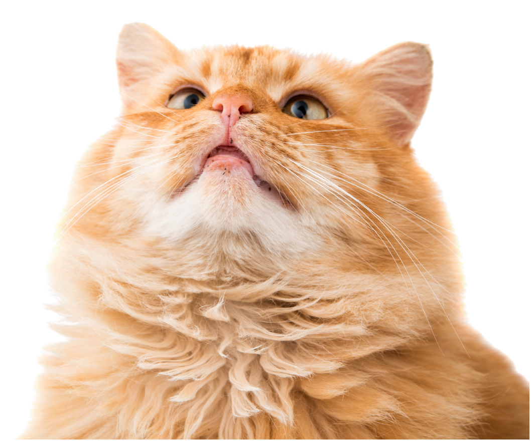 gato mirando arriba