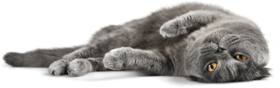 gato tumbado