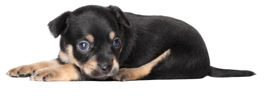 perro cachorro tumbado