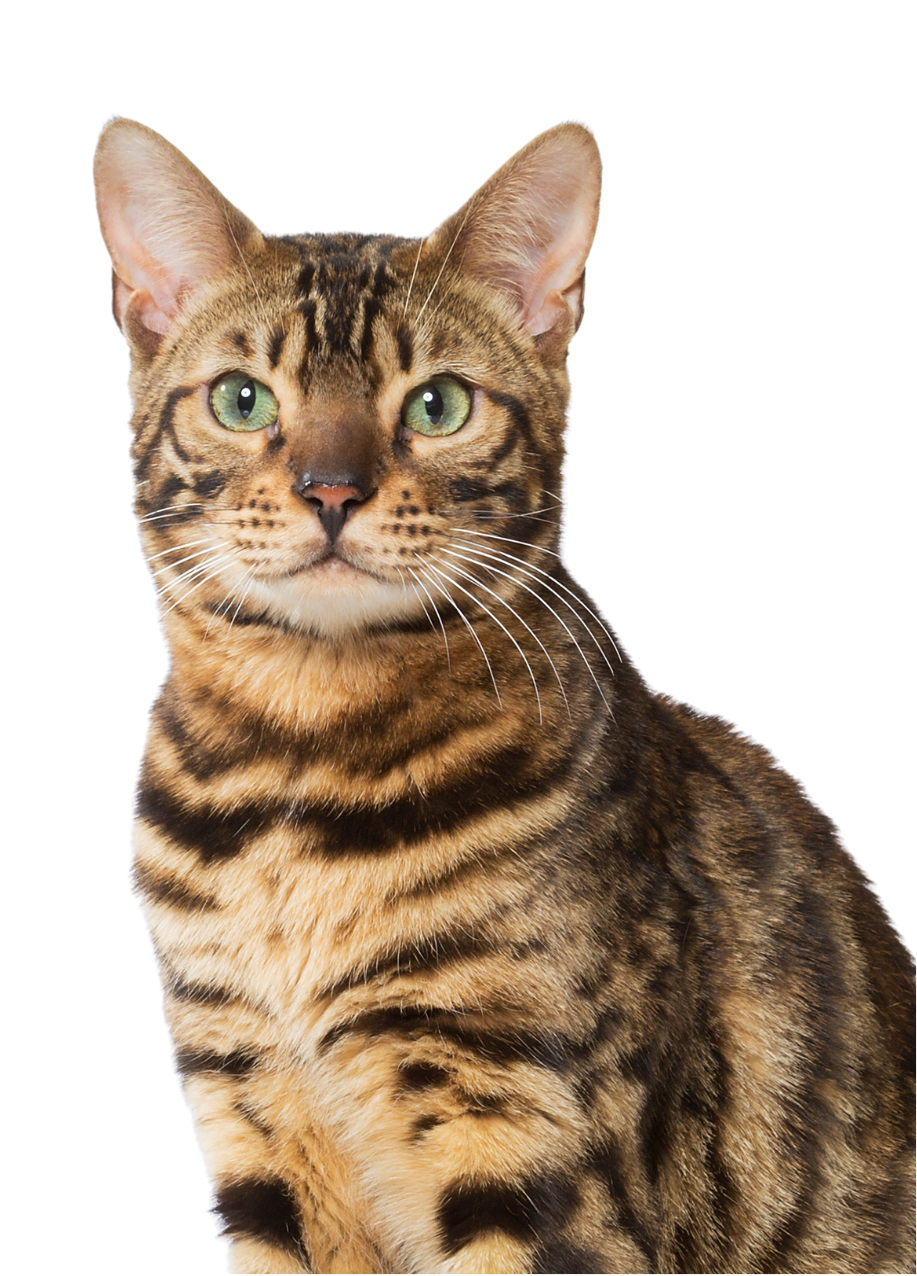 gato