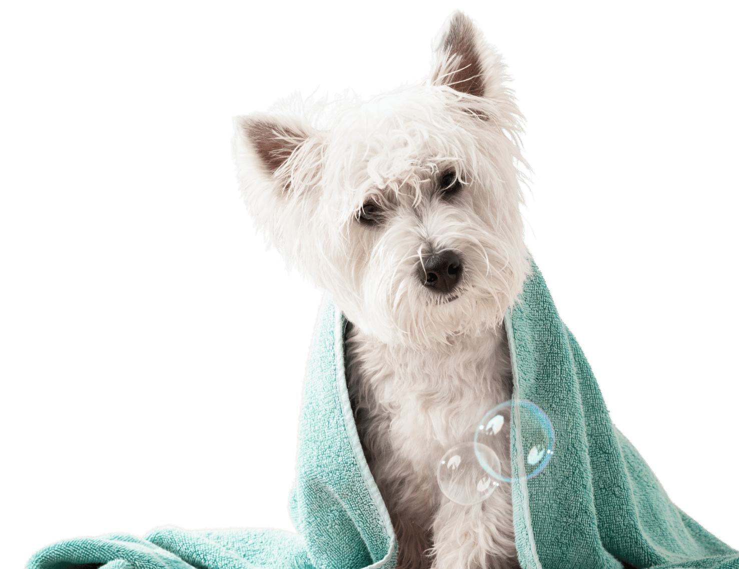 perro con toalla encima