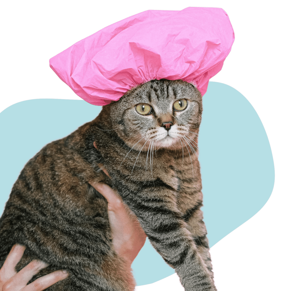gato con un gorro de baño