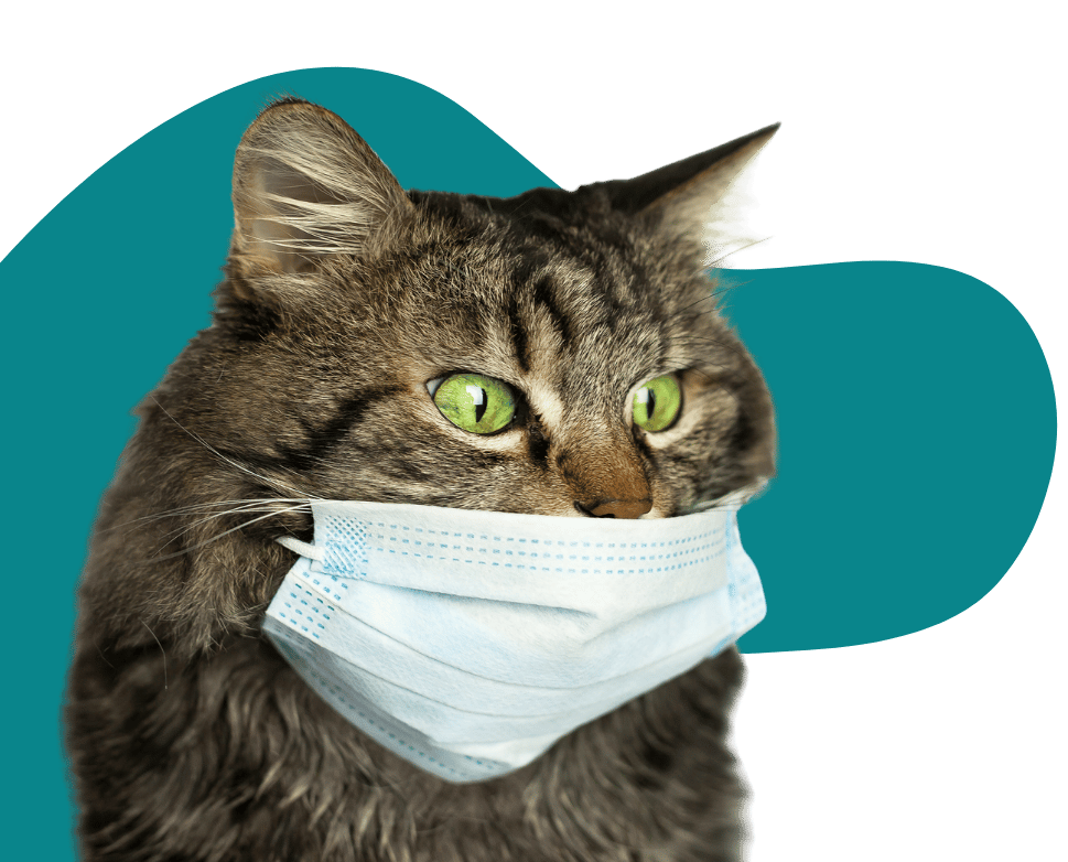 gato con mascarilla