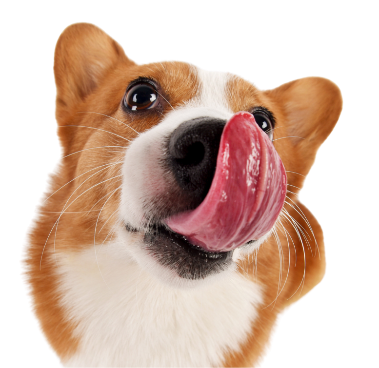 perro relamiendose