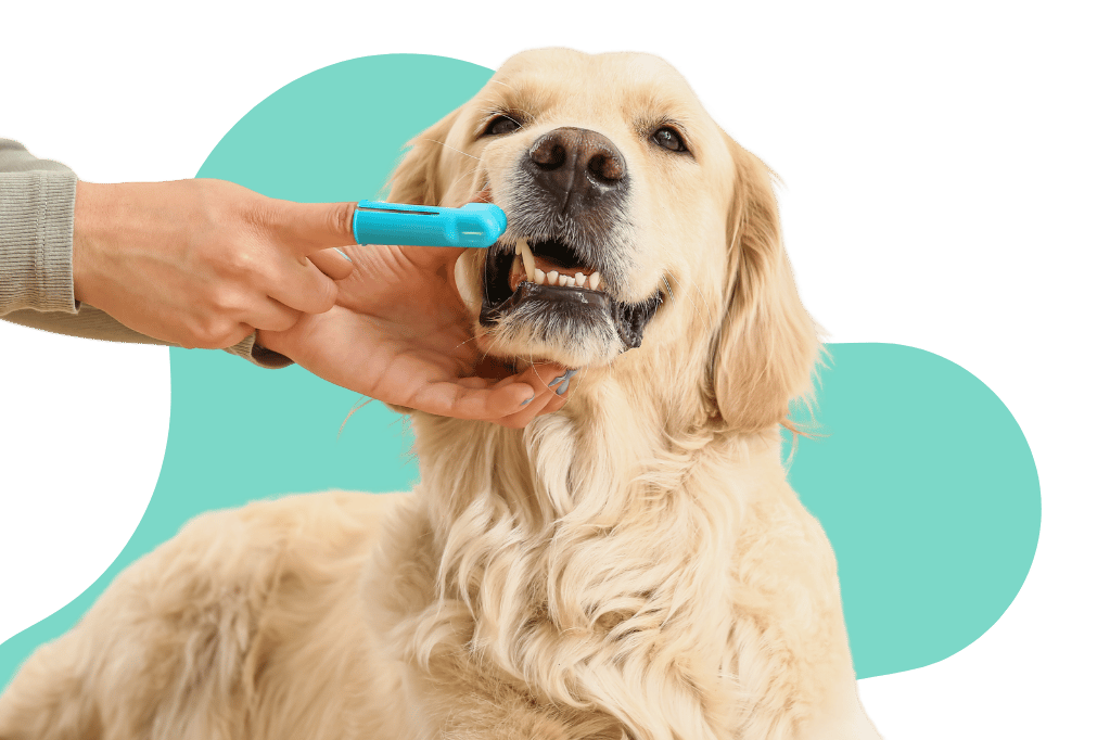 persona cepillando los dientes a un perro